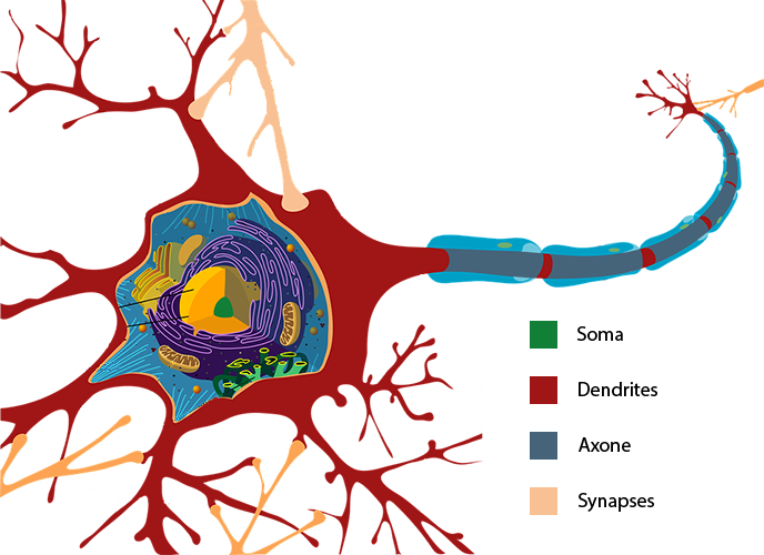 Neurone